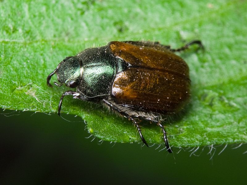 Phyllopertha horticola (Linnaeus, 1758)
